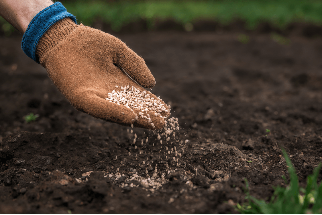 Core Aeration, Seeding & Fertilizer