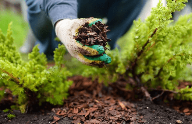 Clean Ups & Mulching service