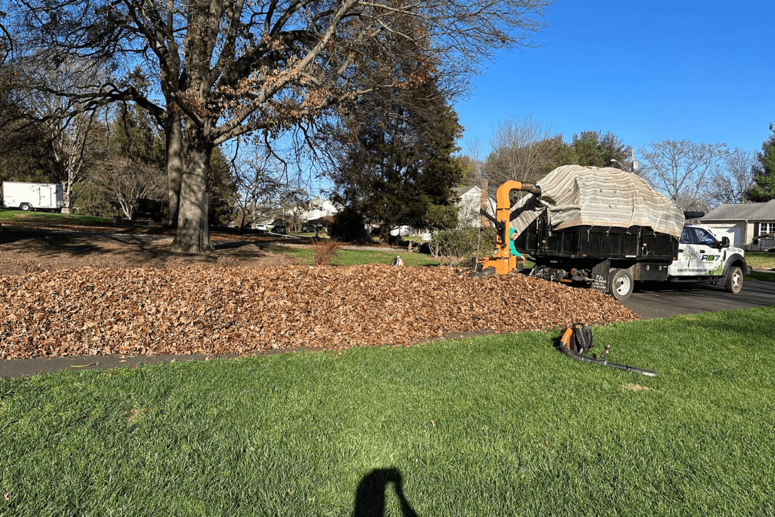 Leaf Removal