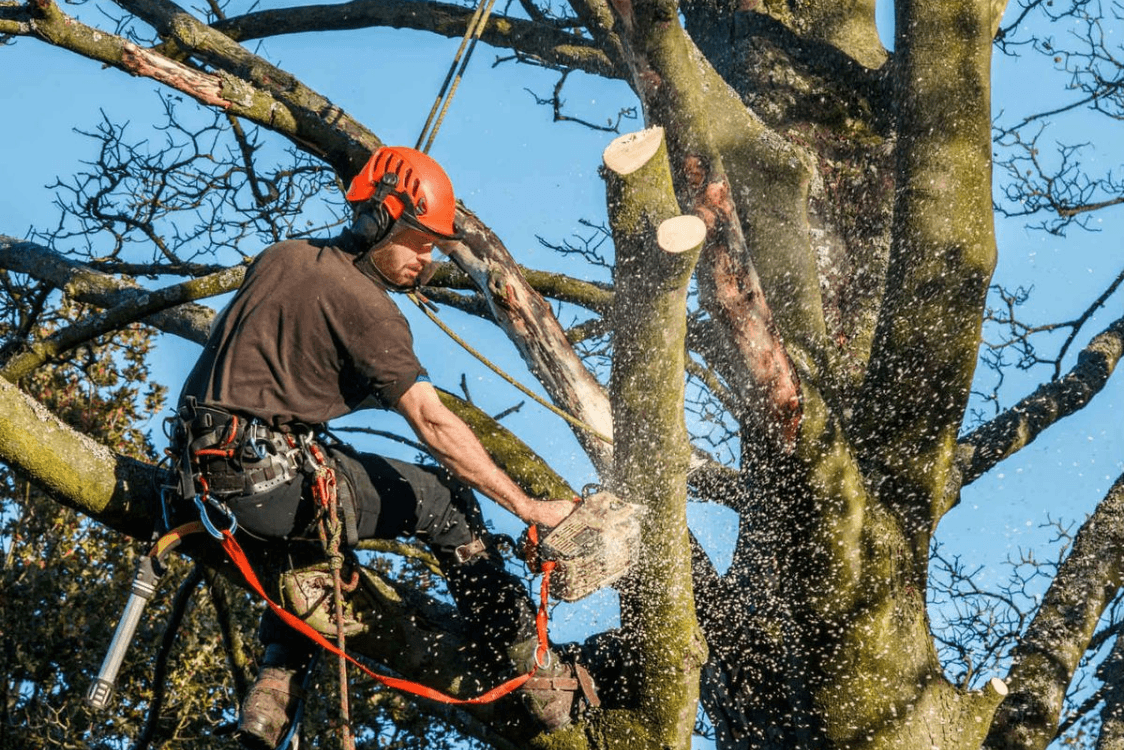 Tree Service