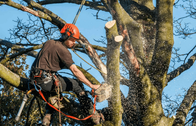 Tree Service